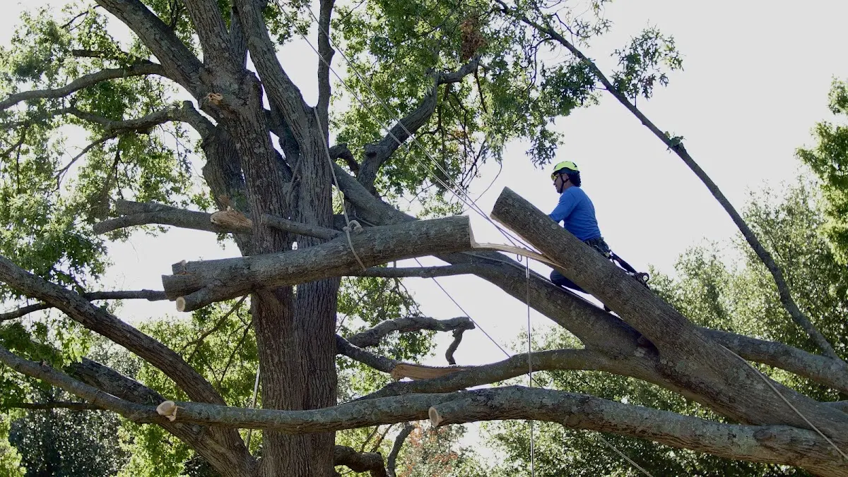 Professional Hazardous Tree Removal performed by certified arborists in Hoschton