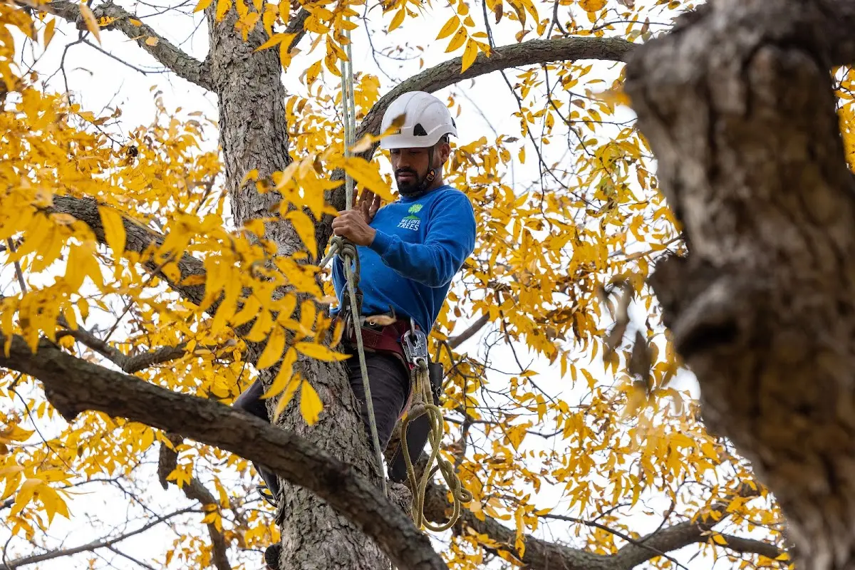 Skilled Tree Pruning crew working in Hoschton