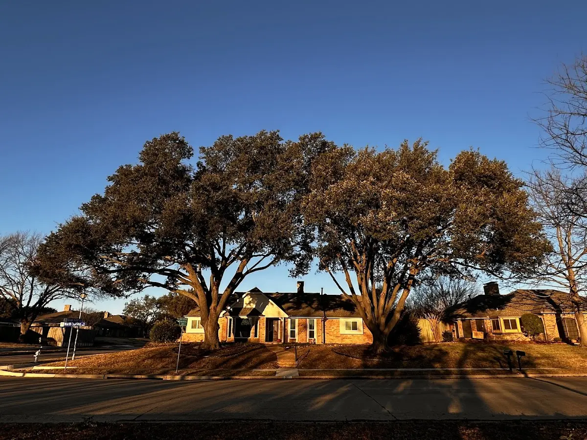 Established residential canopy tree shading a home in Hoschton